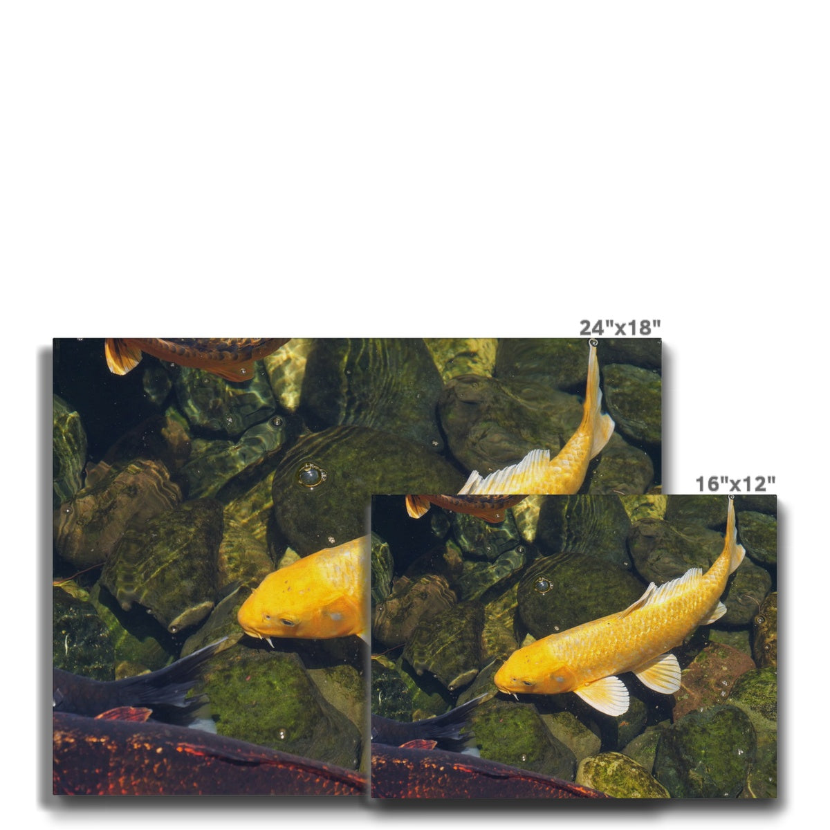 Ethereal Yellow Koi Fish Canvas