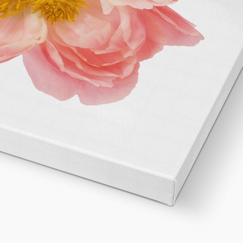 Pink Rose Flower Portrait Canvas