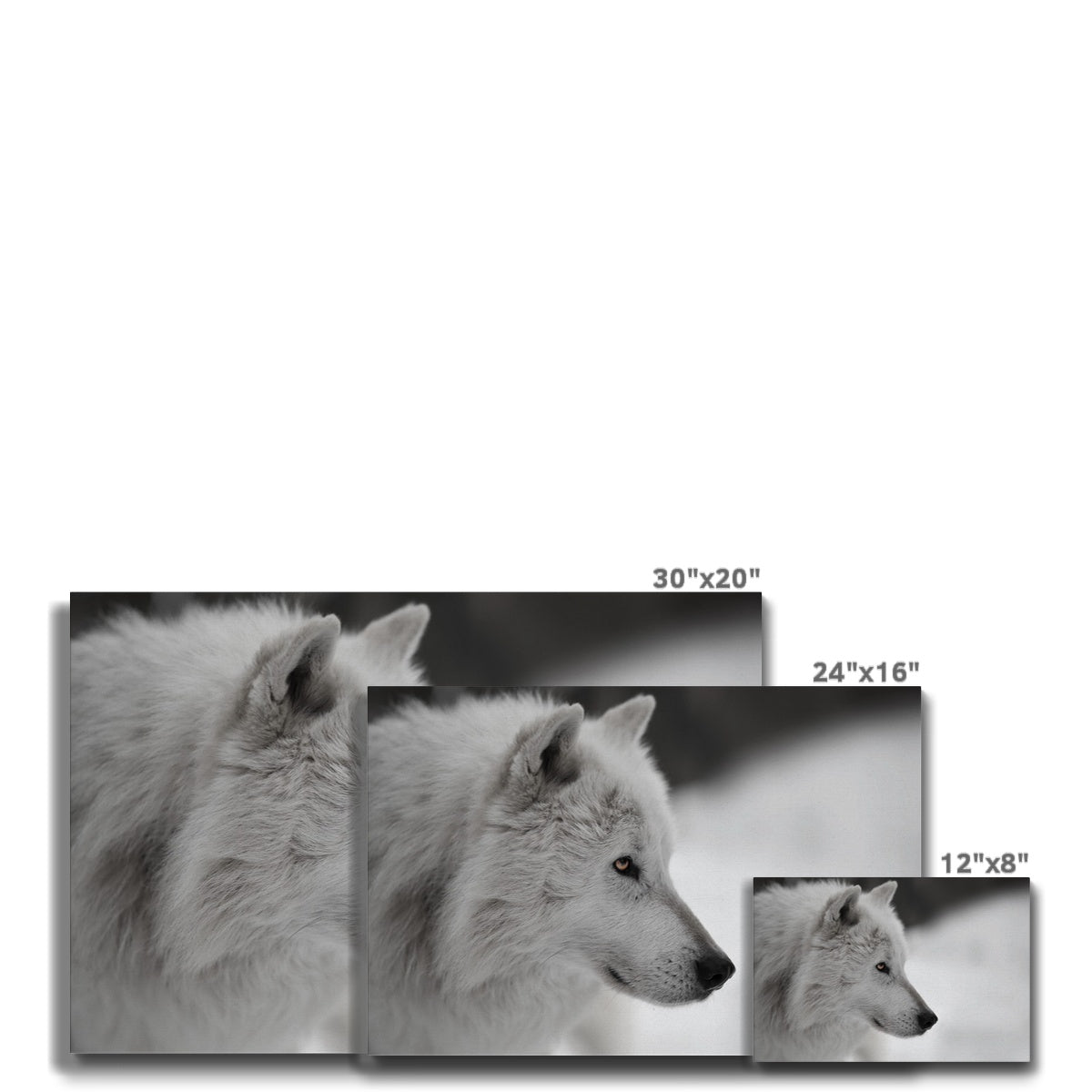 Majestic Wolf Stare Canvas