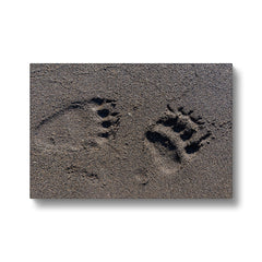 Bear's Muddy Footprint Canvas