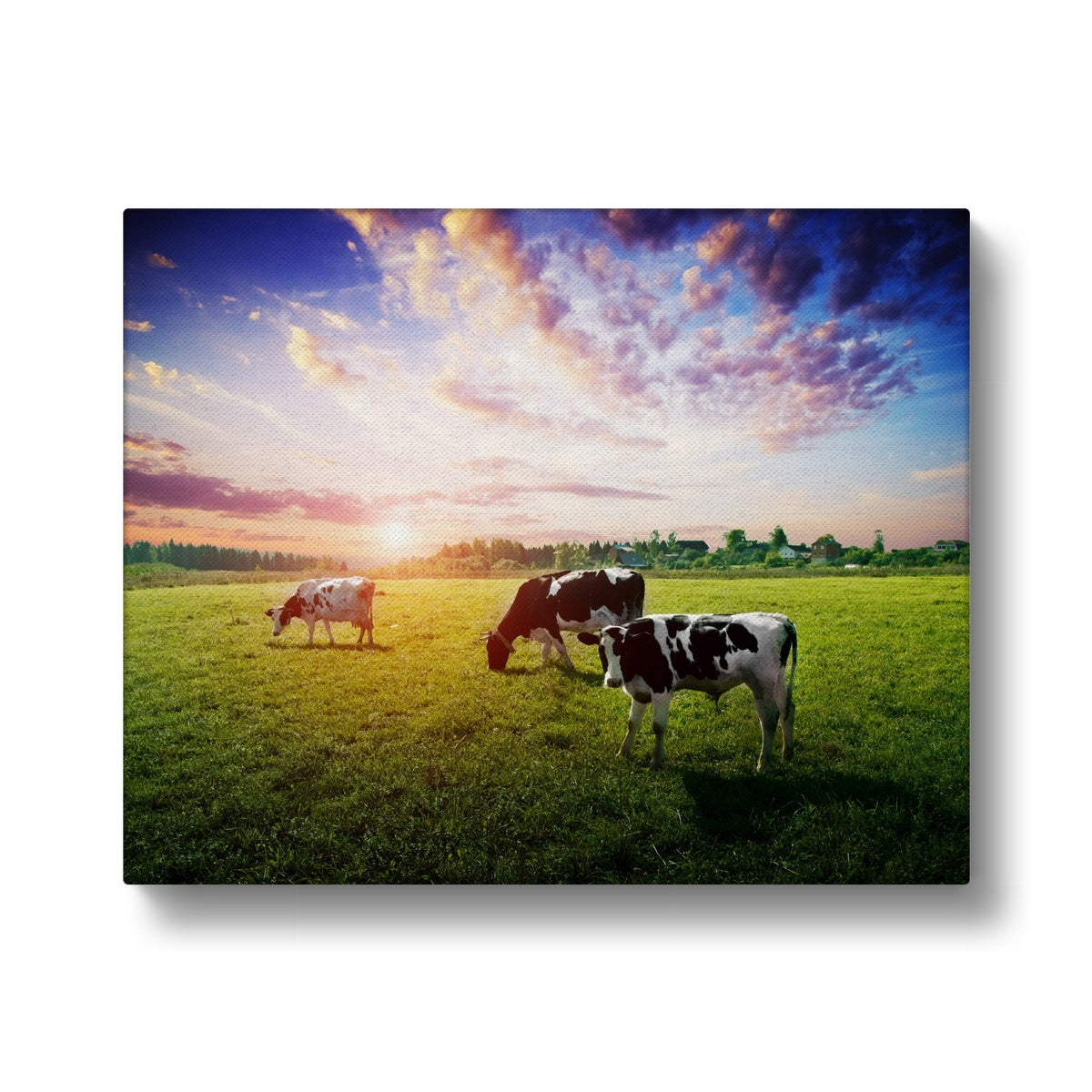 Sunrise & Cow Herd Art Canvas