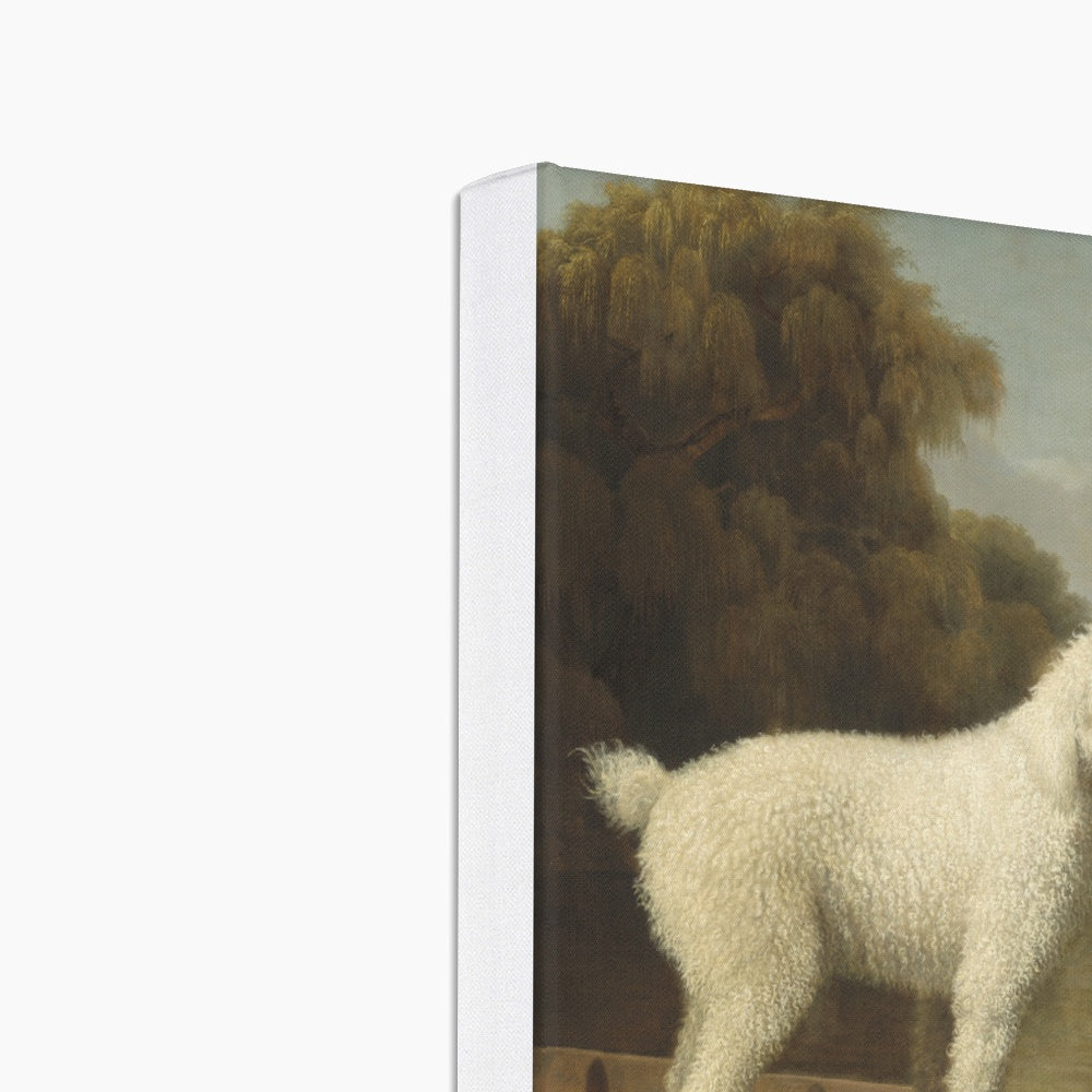 Bichon Dog Period Portrait Canvas