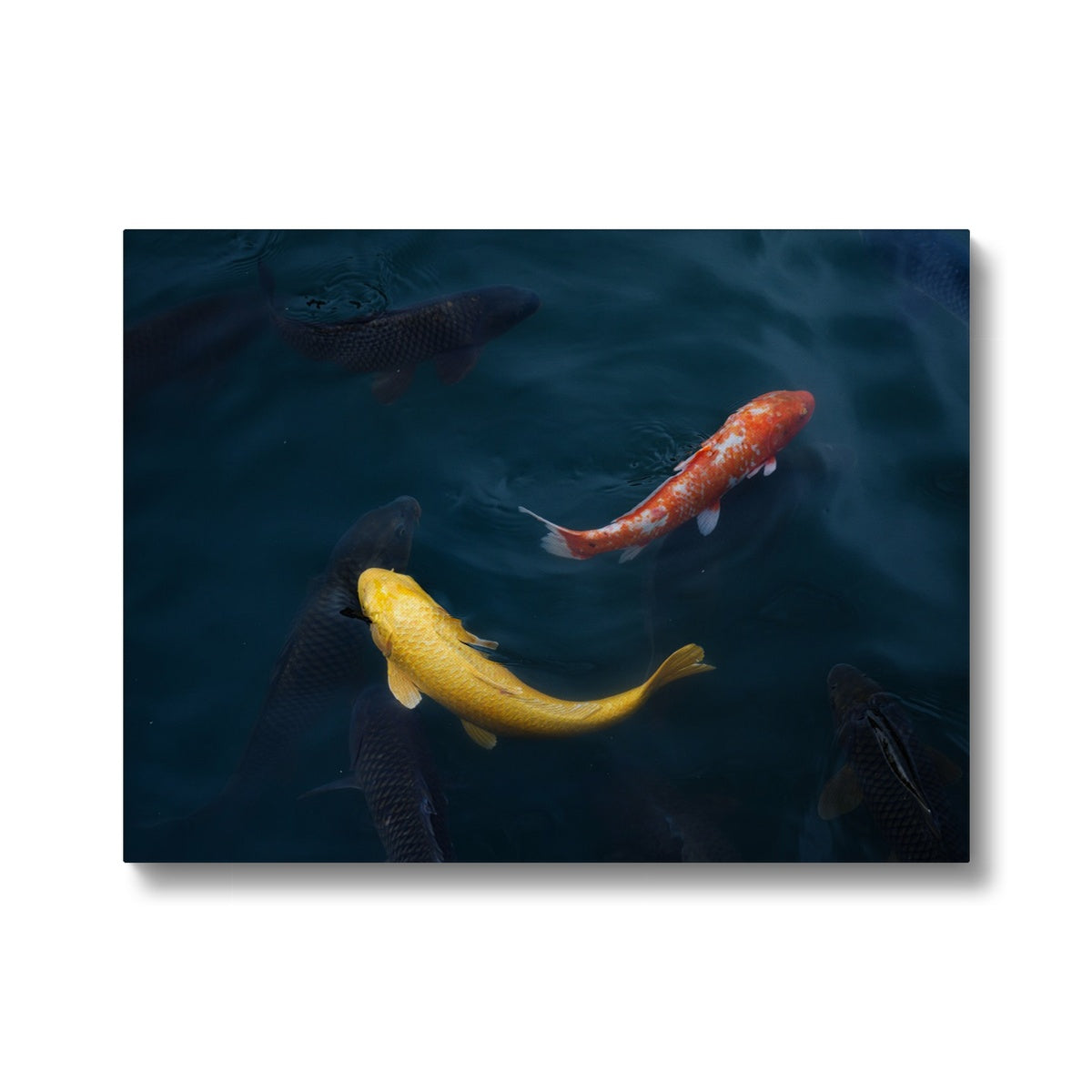 Fascinating Yellow & Pink Koi Fish Canvas