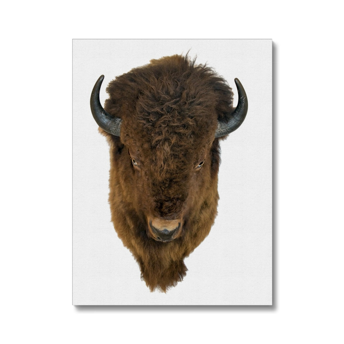 Rustic Buffalo Reverie  Canvas