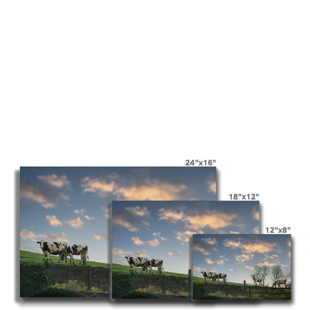 Peaceful Cow Herd Canvas