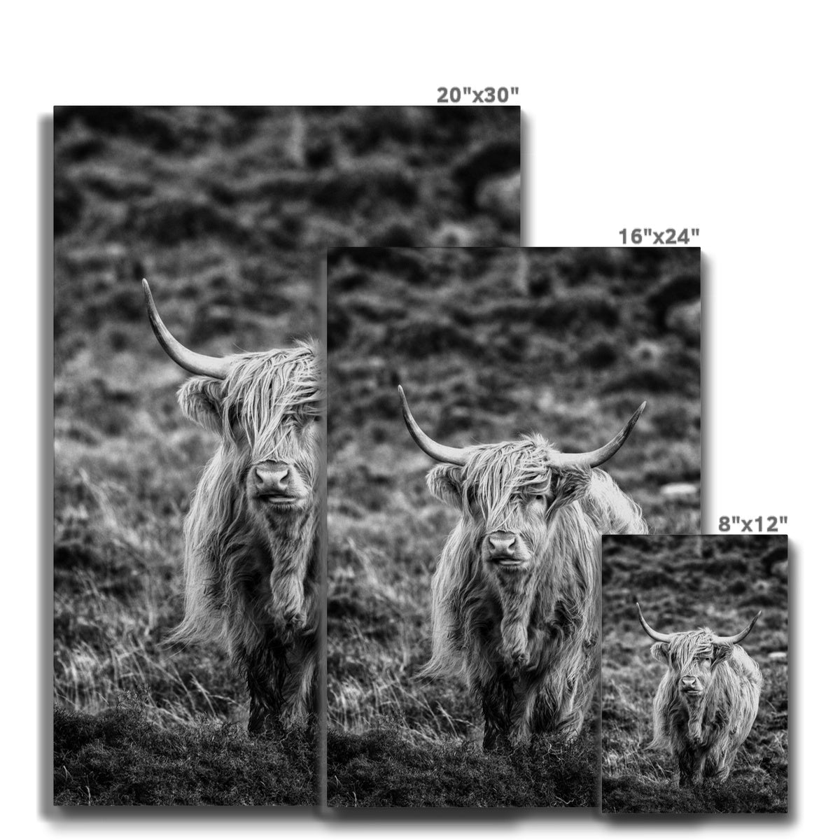 Black & White Highland Cow Canvas