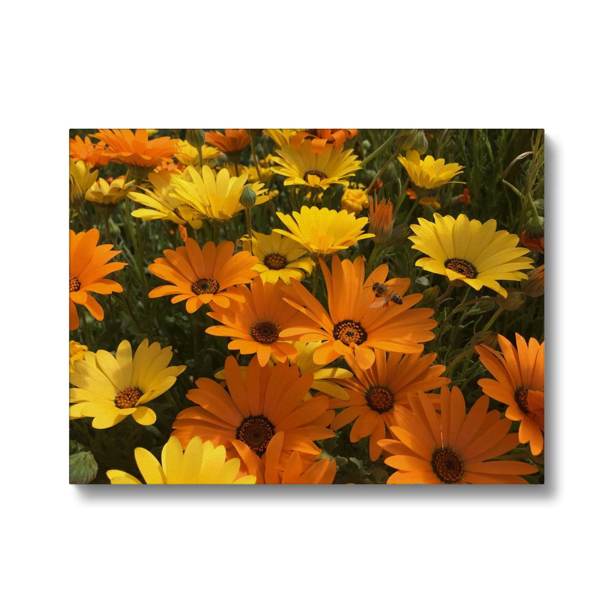 Ravishing Yellow African Daisy Canvas