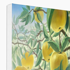 Yellow Apples On Tree Painting Canvas