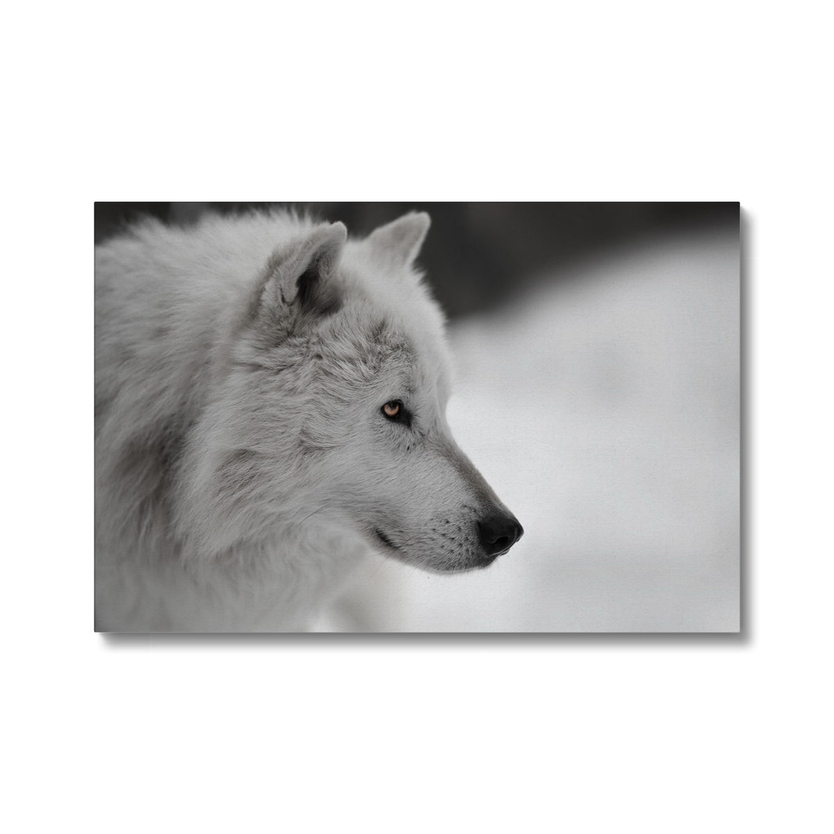 Majestic Wolf Stare Canvas