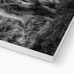 Black & White Highland Cow Canvas