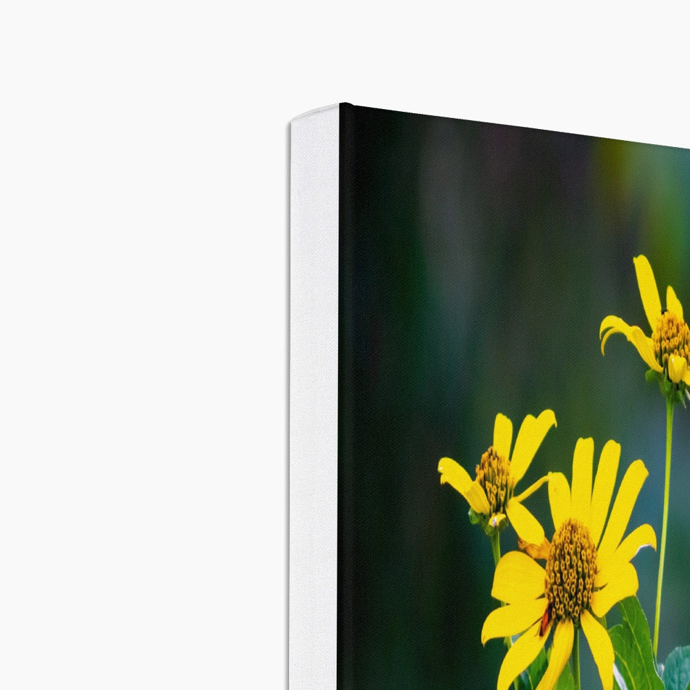 Splendid Yellow African Daisy Canvas