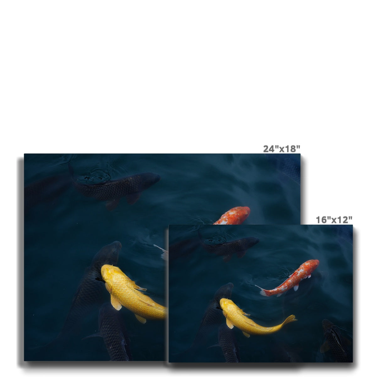 Fascinating Yellow & Pink Koi Fish Canvas