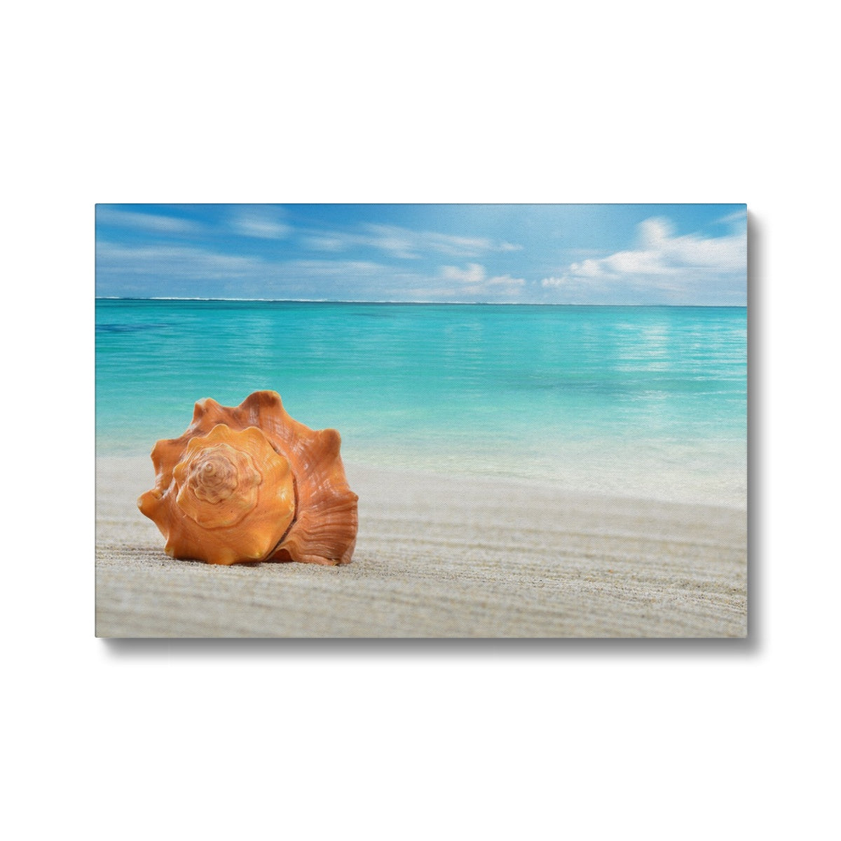 Enchanting Sea Shell Wall Art Canvas