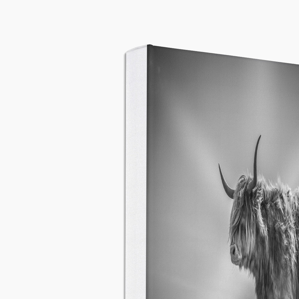 Majestic Highland Cow Canvas