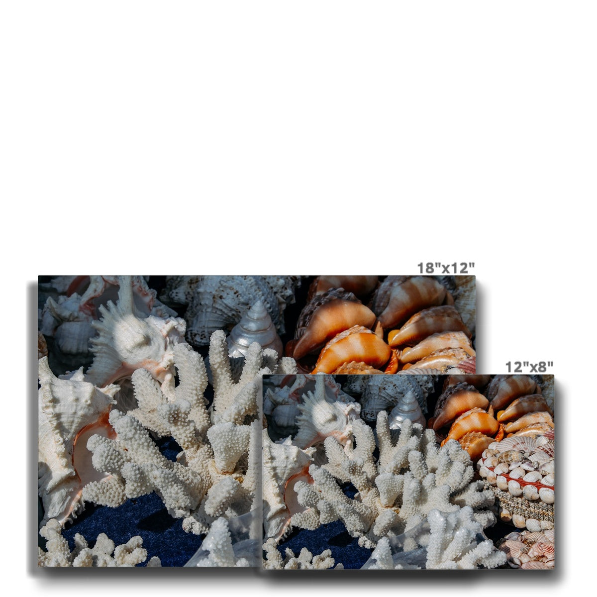 Sea Shell Natural Charm Canvas