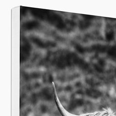 Black & White Highland Cow Canvas