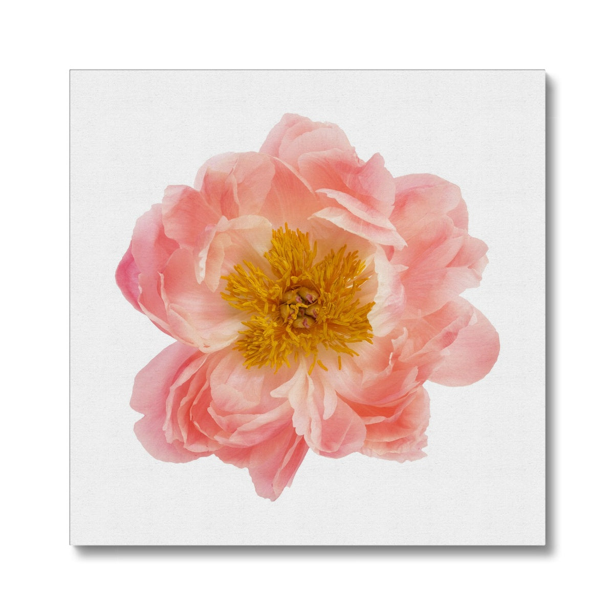 Pink Rose Flower Portrait Canvas