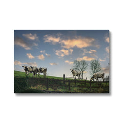 Peaceful Cow Herd Canvas