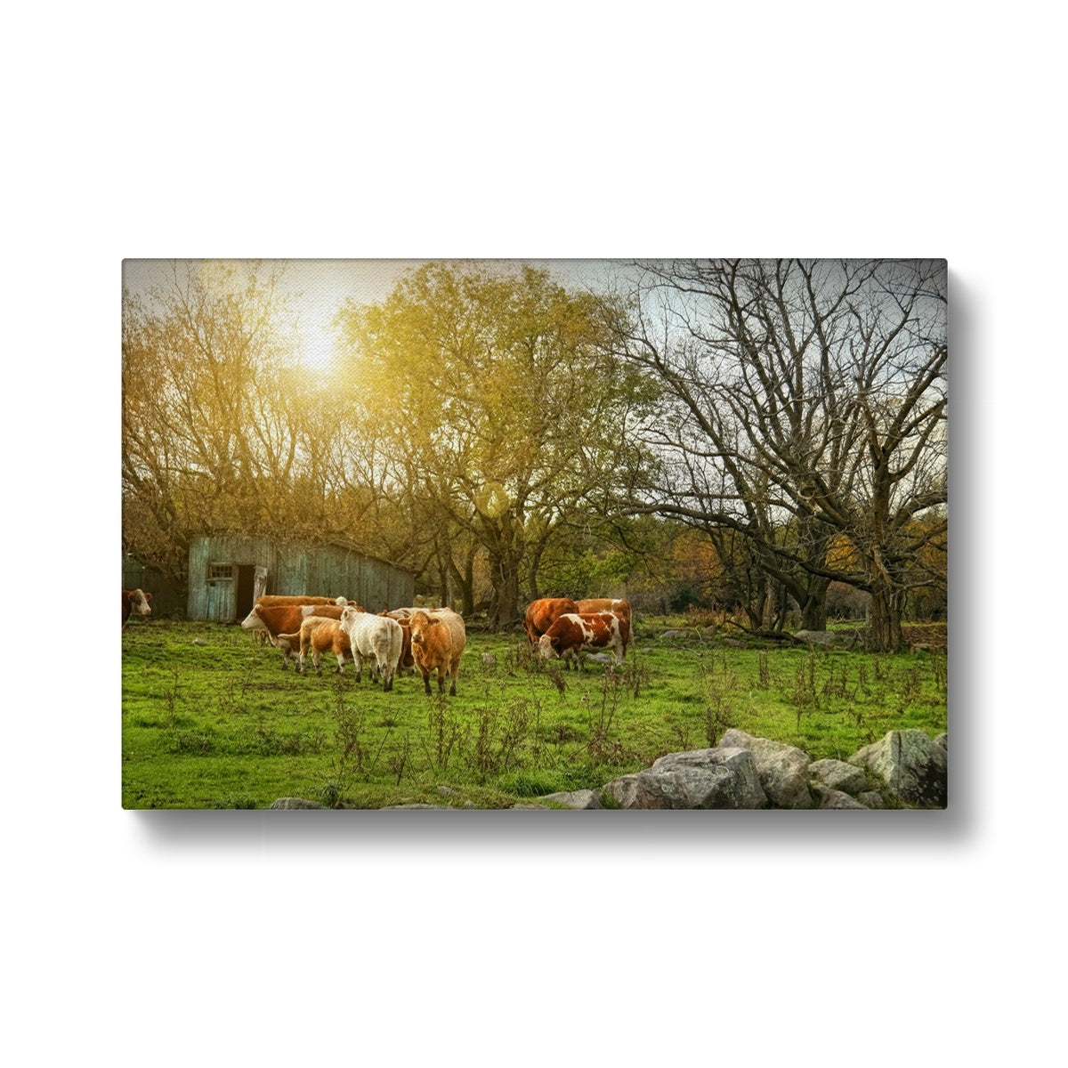 Sunny Day & Cow Herd Canvas