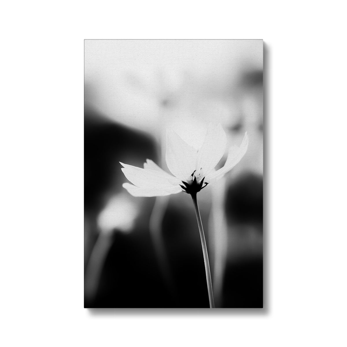 Black & White Steppe Flower Beauty  Canvas