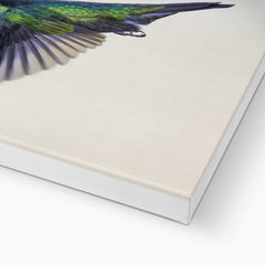 Elegant Humming Bird Art  Canvas