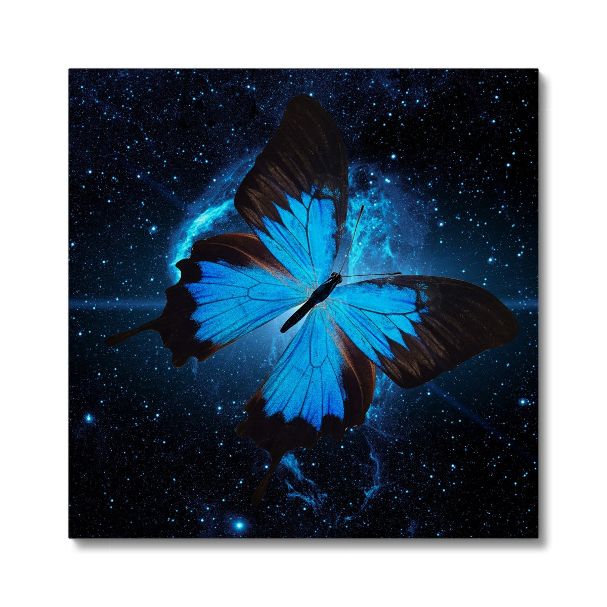 Nocturnal Sky Wings Canvas