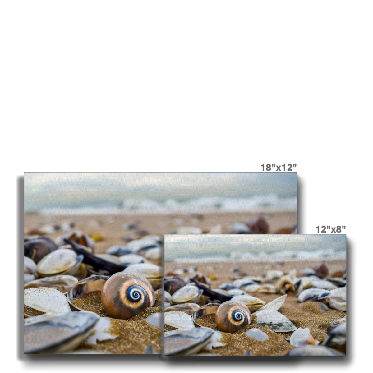 Enigmatic Sea Shell Natural Beauty Canvas