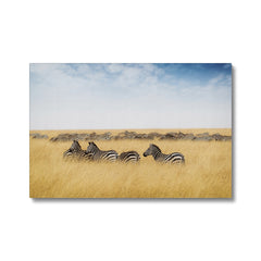 Zebra & Red Oat Grass Art Canvas