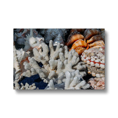 Sea Shell Natural Charm Canvas