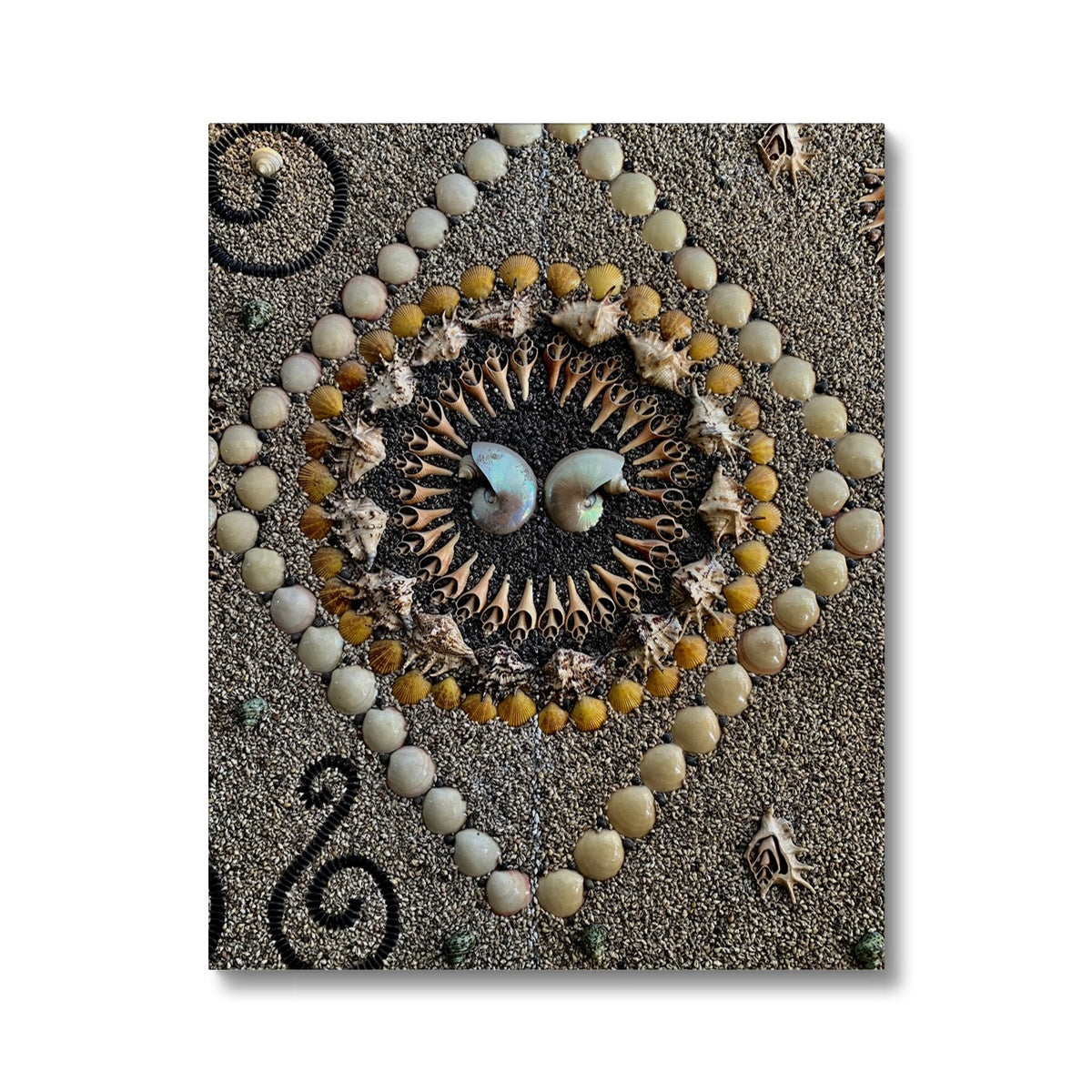 Ethereal Sea Shell Natural Beauty Canvas